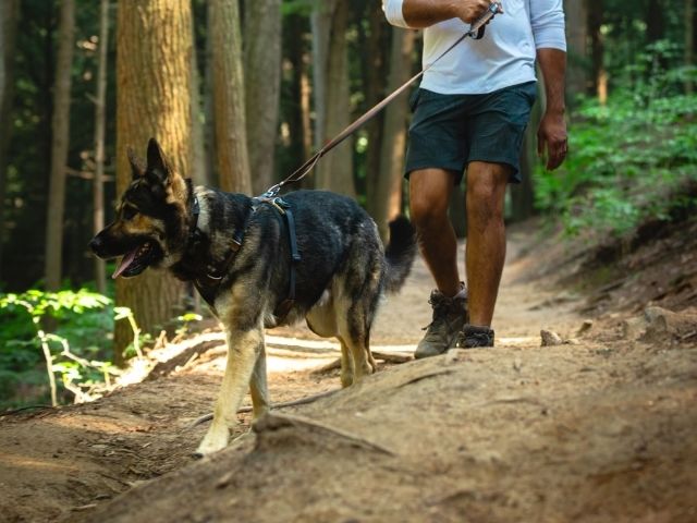 Ruffwear Front Range Sele, Moonlight Mountains