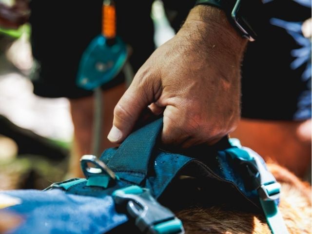 Ruffwear Flagline sele, Basalt Gray